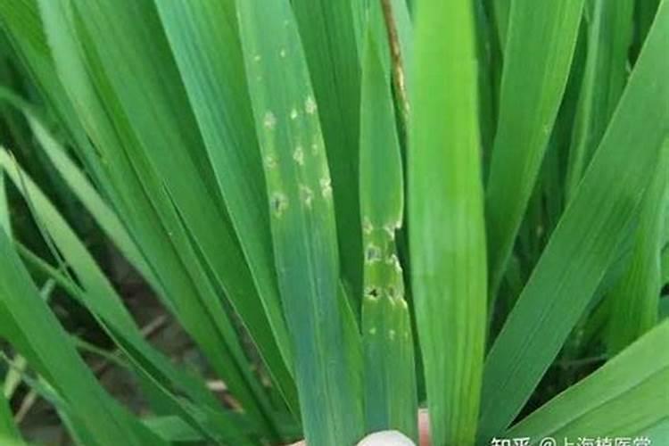 水象甲给水稻造成了怎样的危害？