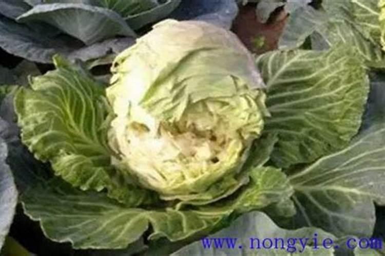 甘蓝类裂球防治好方法？