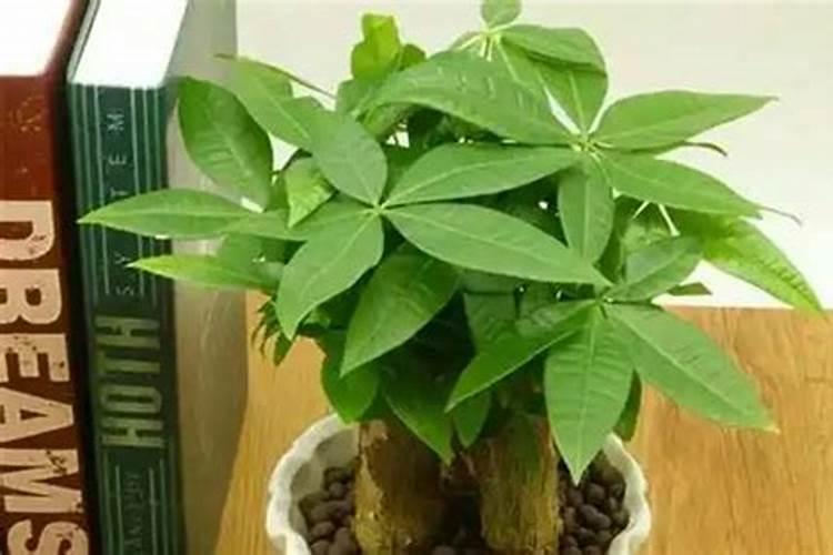 绿意盎然：小发财树的种植与养护秘籍