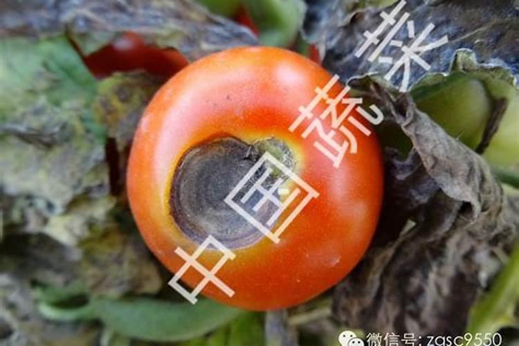 番茄早疫病又名什么病？是由什么菌浸染所致？