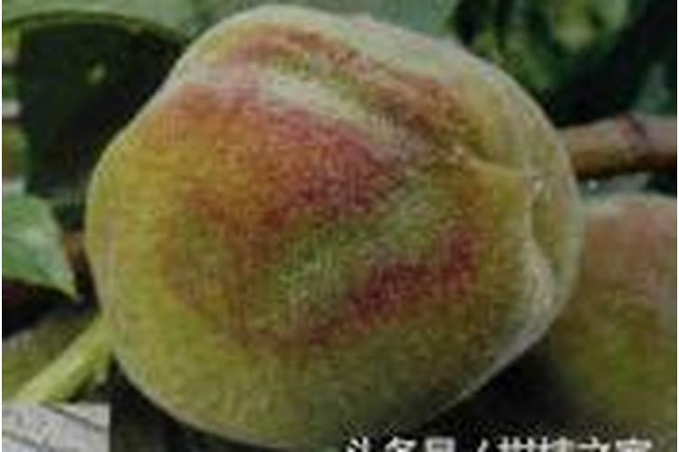 揭秘桃瘿螨畸果病：原因、影响与防治策略