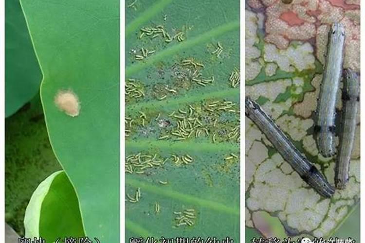 莲藕病害防治的综合方法？