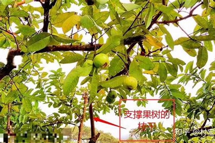 守护绿意盎然：番石榴立枯病的防治之道