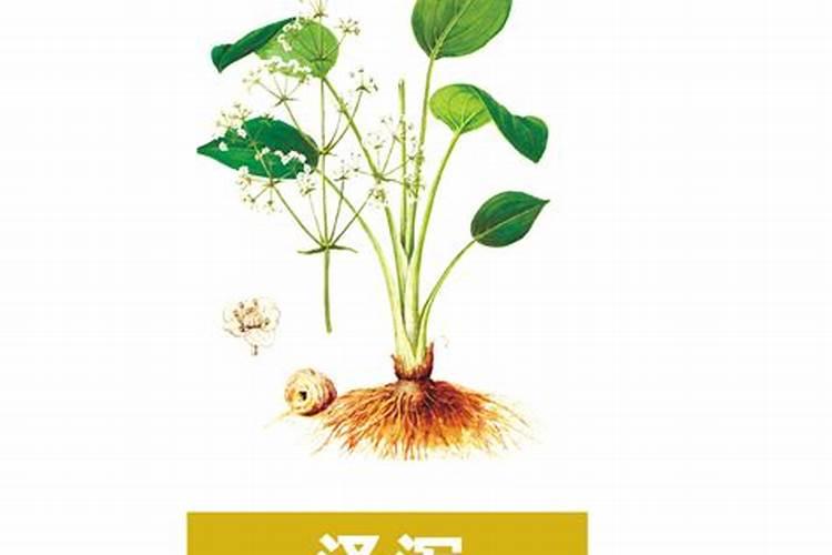 泽泻植株的守护者：病虫害防治的艺术