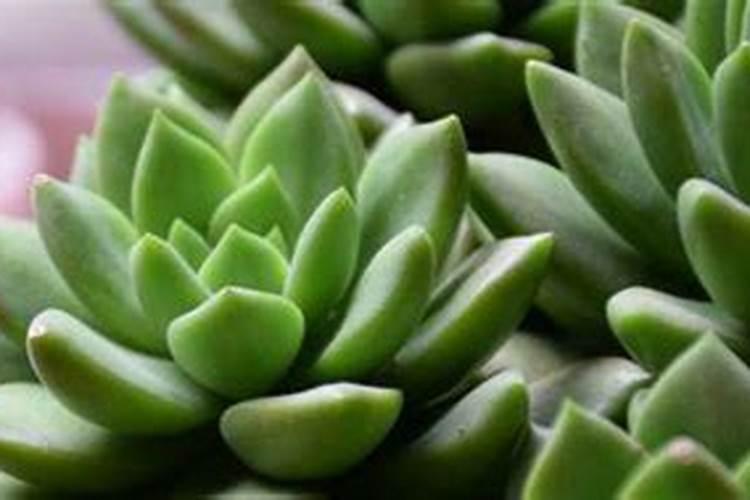 玉露的叶片干瘪原因，怎么处理恢复？