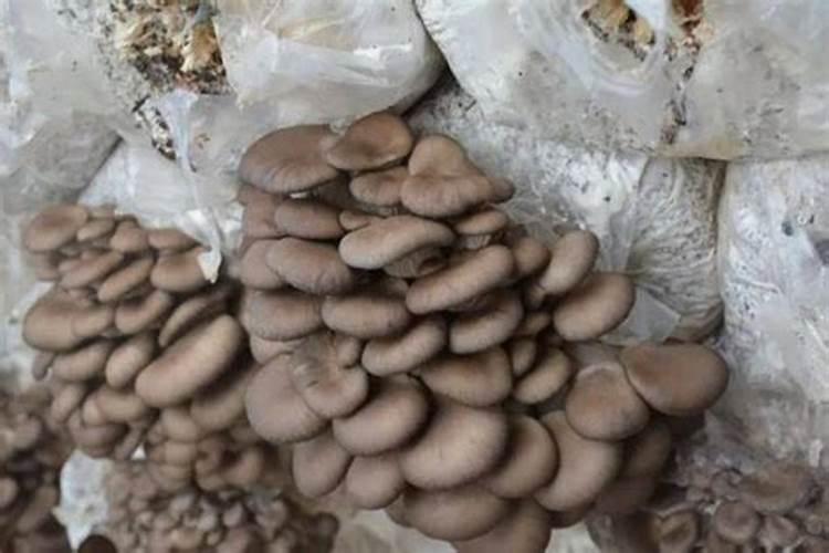 冬季平菇不出菇是由哪几个原因造成的？