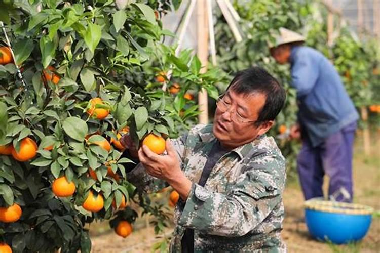 耕耘与收获：柑橘栽培的黄金周期
