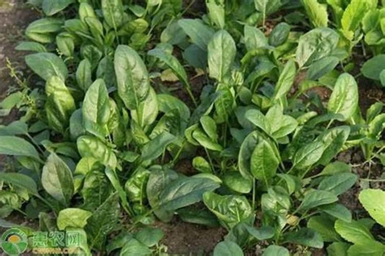 菠菜花叶病的防治方法？