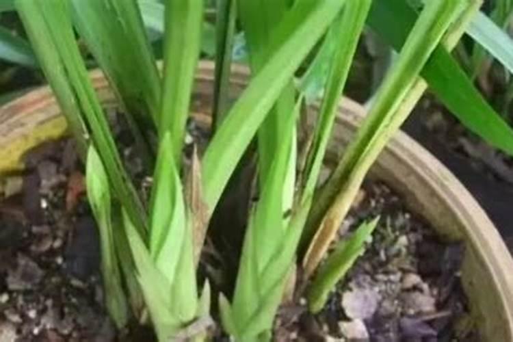 雨季养护秘籍：让枣树安然度过梅雨季节