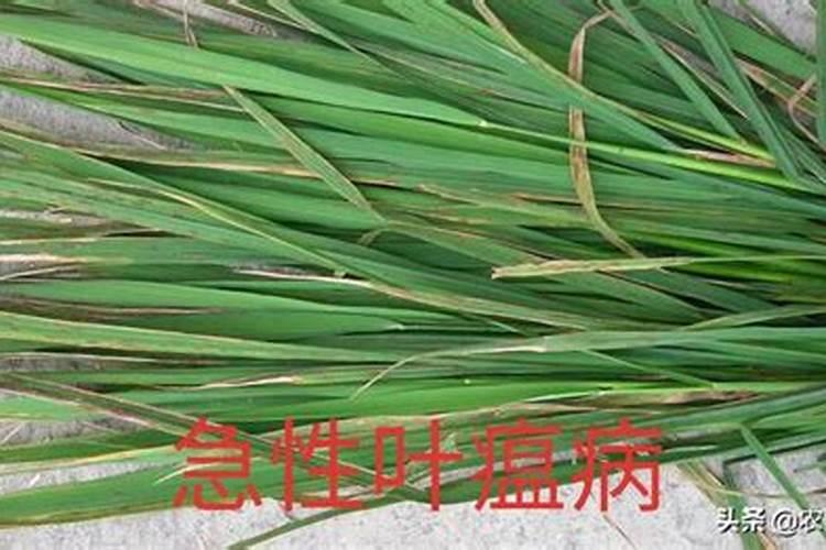 水稻稻瘟病症状及防治方法？