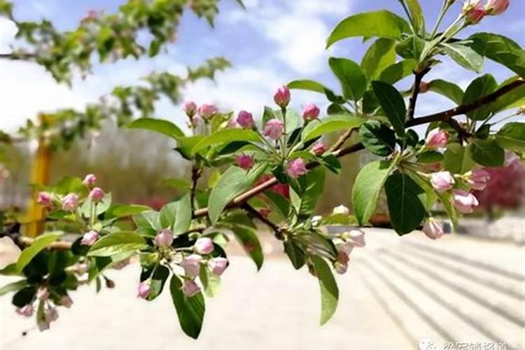 提子种植落花落果的原因