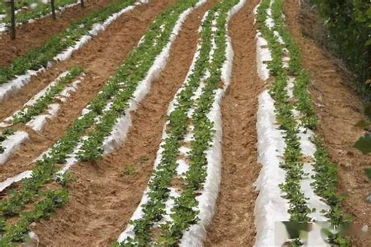 掌握深施氮肥的科学之道：确保作物茁壮成长