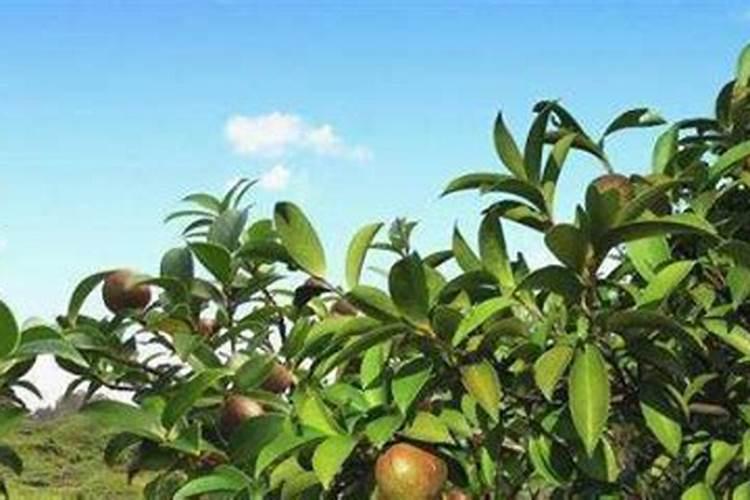 茶子树的种植方法，科学施肥？
