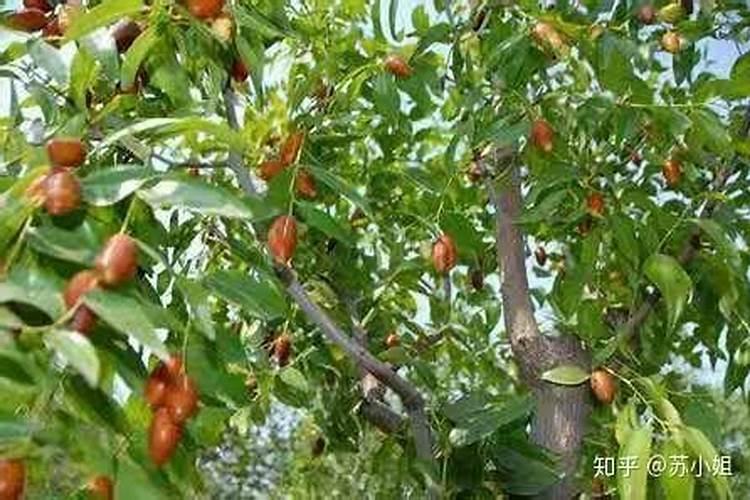 “枣树癌症”该如何防治？