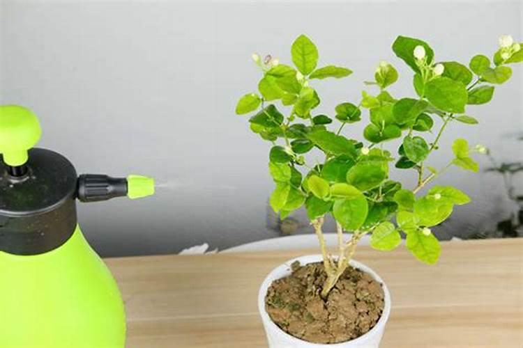 茉莉过冬枝条要剪光吗？