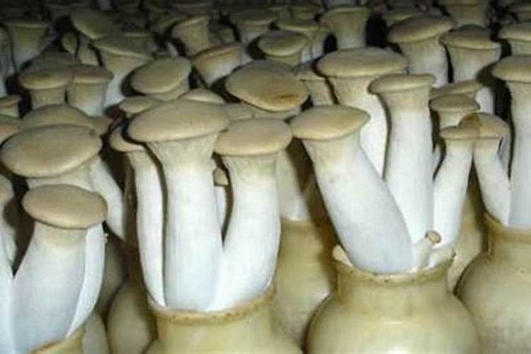 食用菌种的保鲜秘籍：如何有效防治老化？