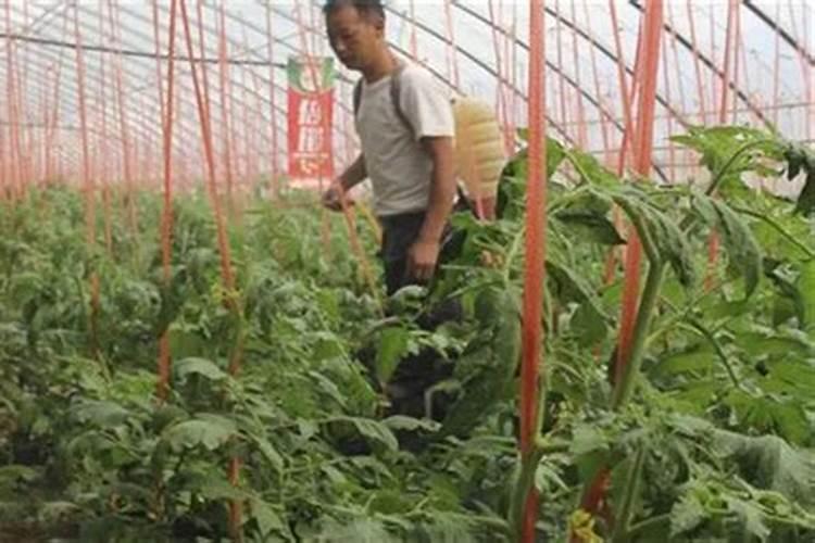 温室西红柿叶面施肥注意啥？
