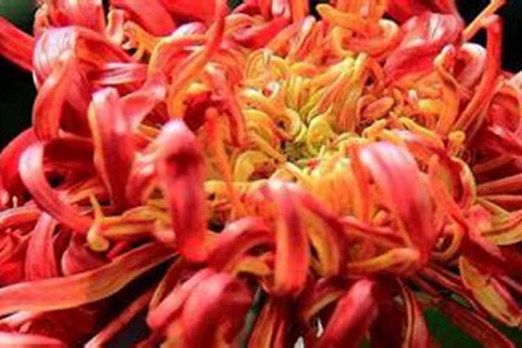菊花对人体有什么危害？