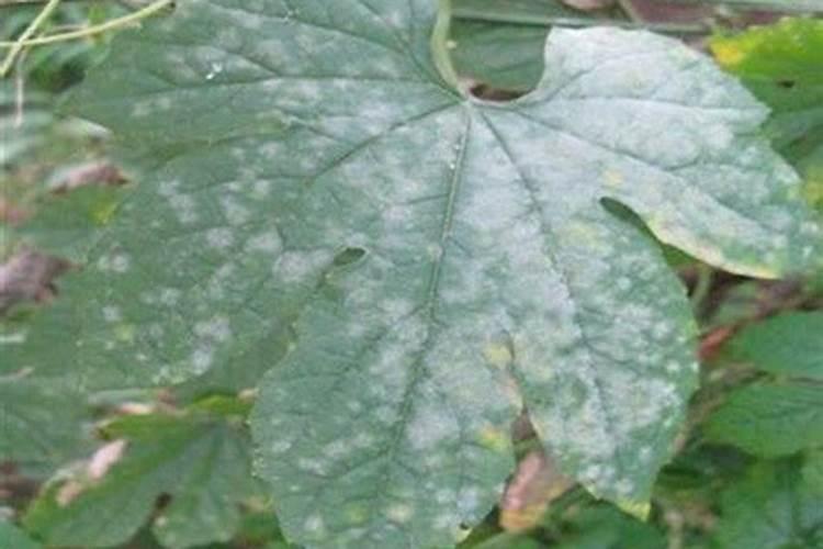 绿色守护：高效防治苦瓜白粉病的农药技术揭秘