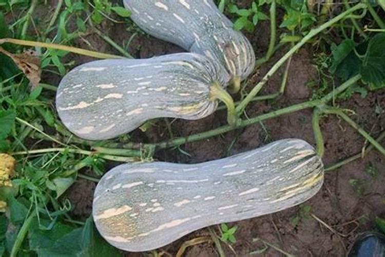 掌握蜜本南瓜的种植技术，收获满满的甜蜜果实