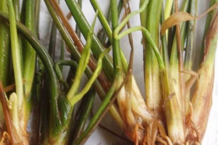 除草剂药害的分类与解析