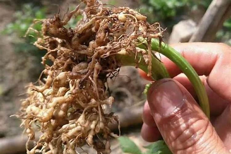 油菜根肿病有哪些发病条件？