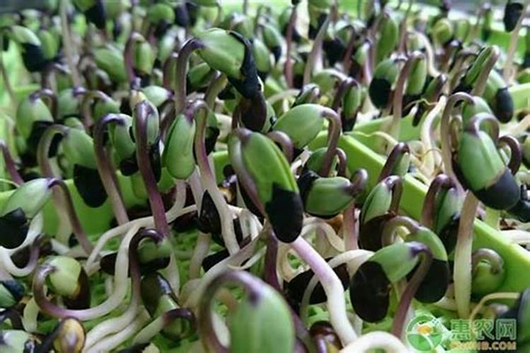 黑豆苗怎么生产，黑豆苗生产新技术？