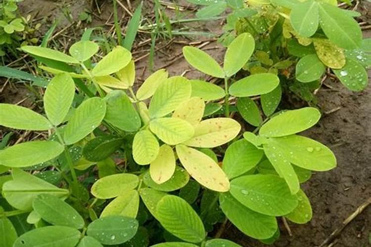 什么造成了花生缺铁？