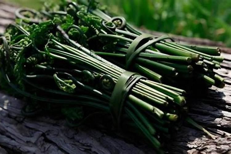 绿意盎然的美食——蕨菜种植与栽培技术全解析