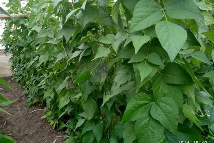 豆角叶面肥施什么肥料最好？