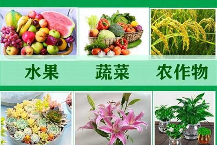 叶面肥花多美？