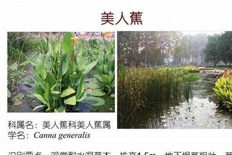 绿意盎然：水培植物的用途与养护秘籍