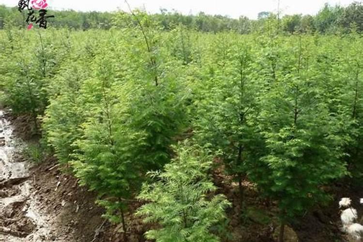 水杉树苗的种植间距：科学种植，让绿色更美丽