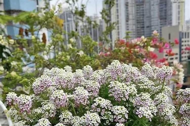 夏季花卉养护：绽放盛夏，管理之道