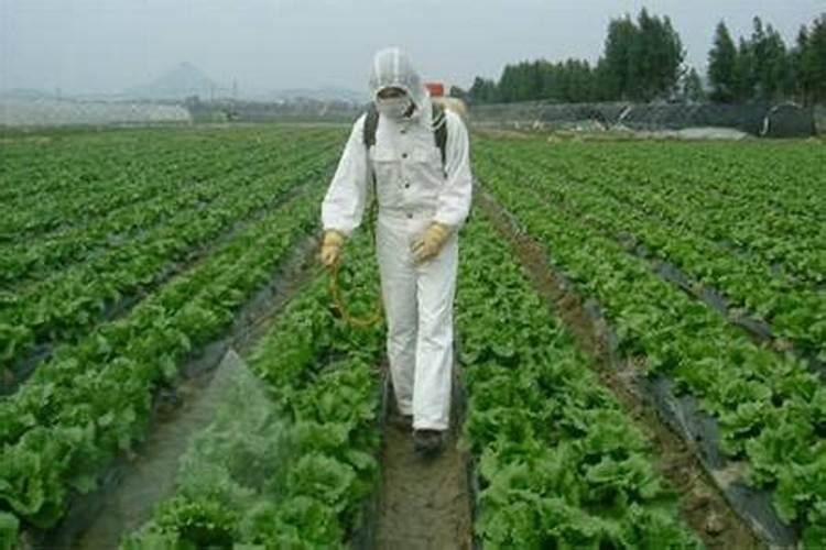 揭秘叶面肥：特点与施用时机的完美结合？