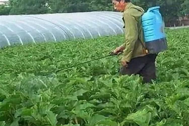 揭秘叶面肥：特点与施用时机的完美结合？