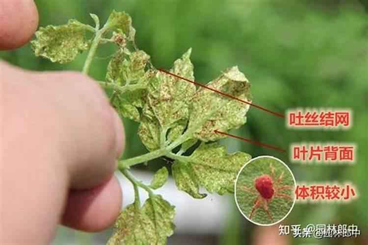 红蜘蛛对农作物的危害？如何用药？