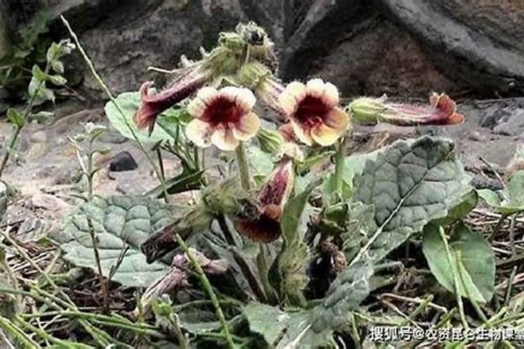 地黄出齐苗后打什么叶面肥效果好？