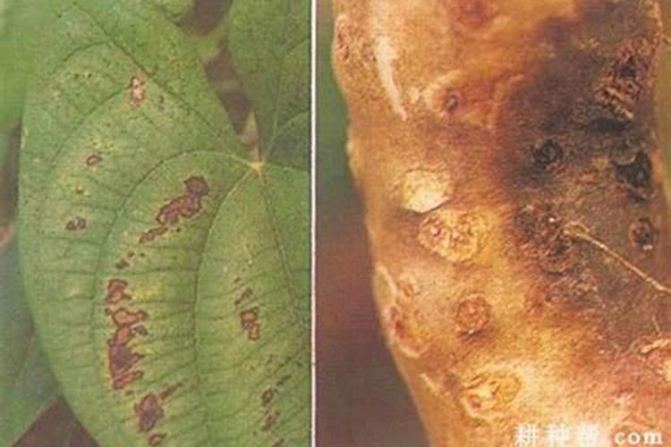 揭秘山药褐腐病：症状识别与综合防治策略