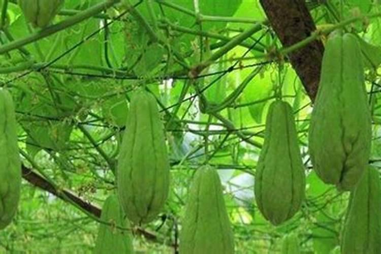 掌握佛手瓜种植技巧，收获绿色健康果实