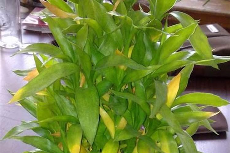 节节高叶子发黄十大原因分析和处理办法？