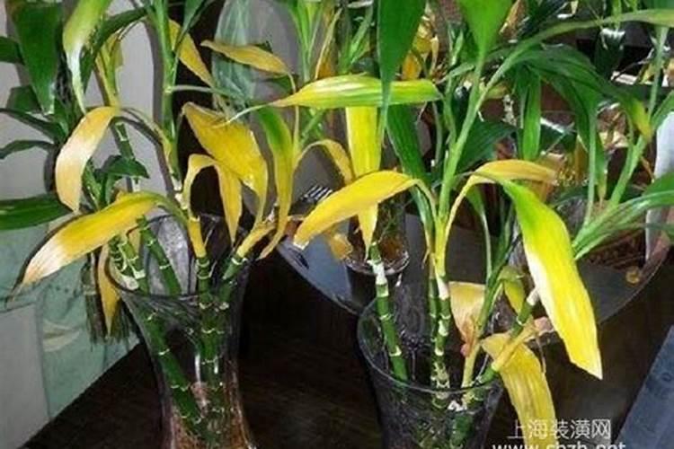 节节高叶子发黄十大原因分析和处理办法？