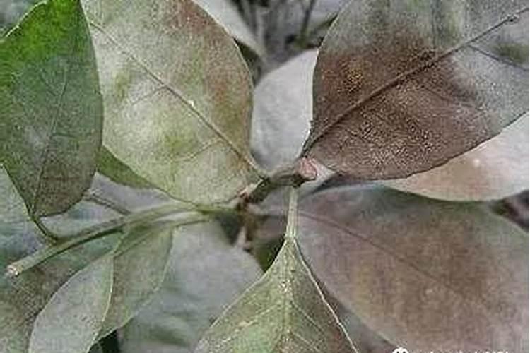 柑橘煤污病得了蚜壳虫、粉虱如何进行药物防治？