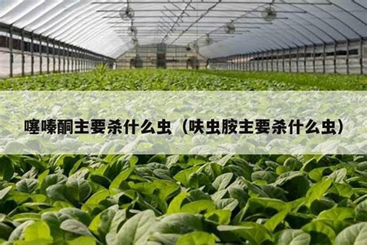 提升农业守护力：吡虫啉与噻嗪酮用药次数增加的防治效果研究？