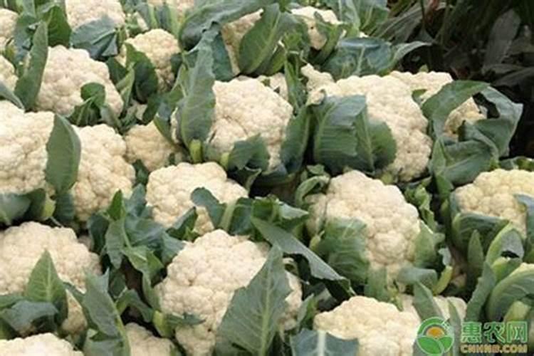 金秋时节，绽放生命的绚烂——秋菜花栽培技术要点