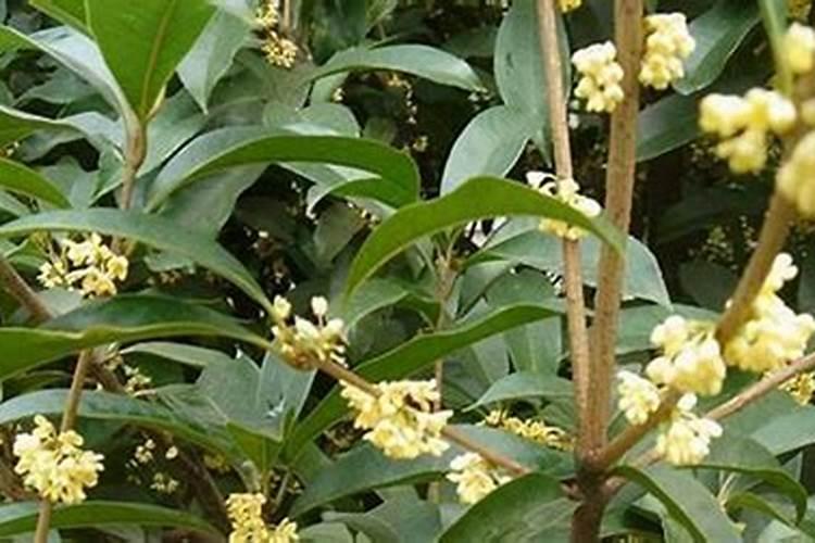 桂花飘香：揭秘桂花树苗的培育之道