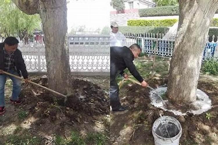 杀虫先灌根还是先喷叶面肥水？