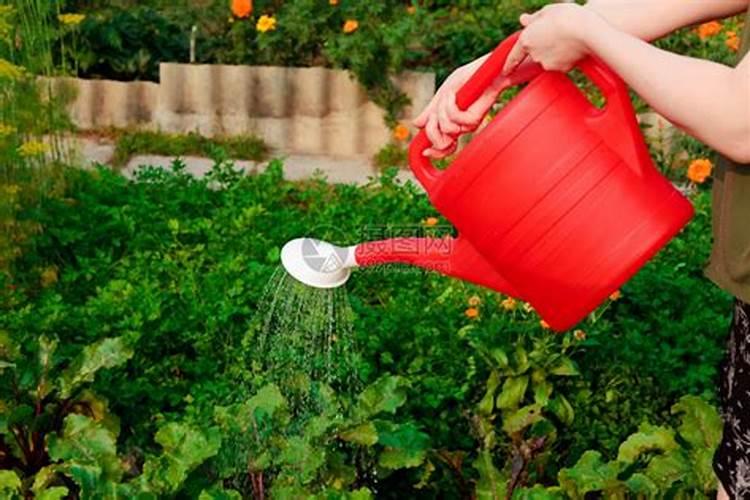 杀虫先灌根还是先喷叶面肥水？