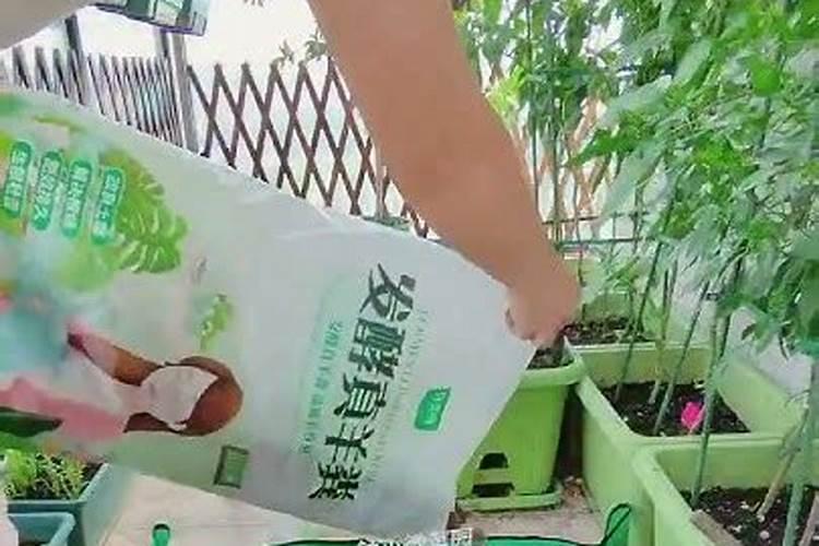杀虫先灌根还是先喷叶面肥水？