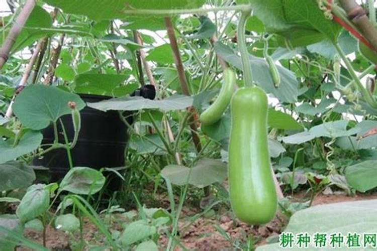 温室无公害瓠瓜水培要掌握哪些？
